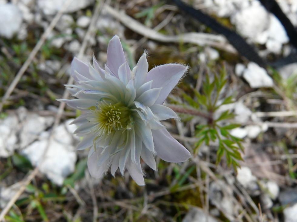 Pulsatilla alpina con corolla polipetala