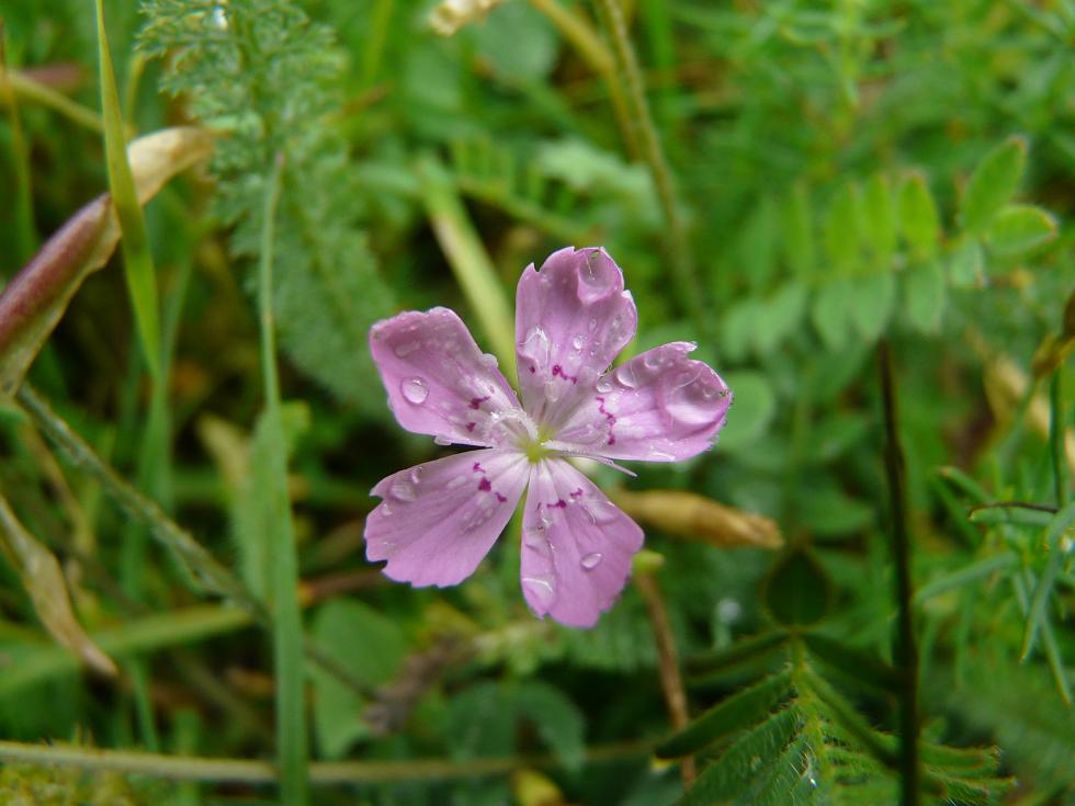 Dianthus barbatus e Dianthus deltoides