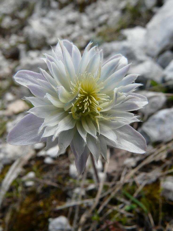 Pulsatilla alpina con corolla polipetala