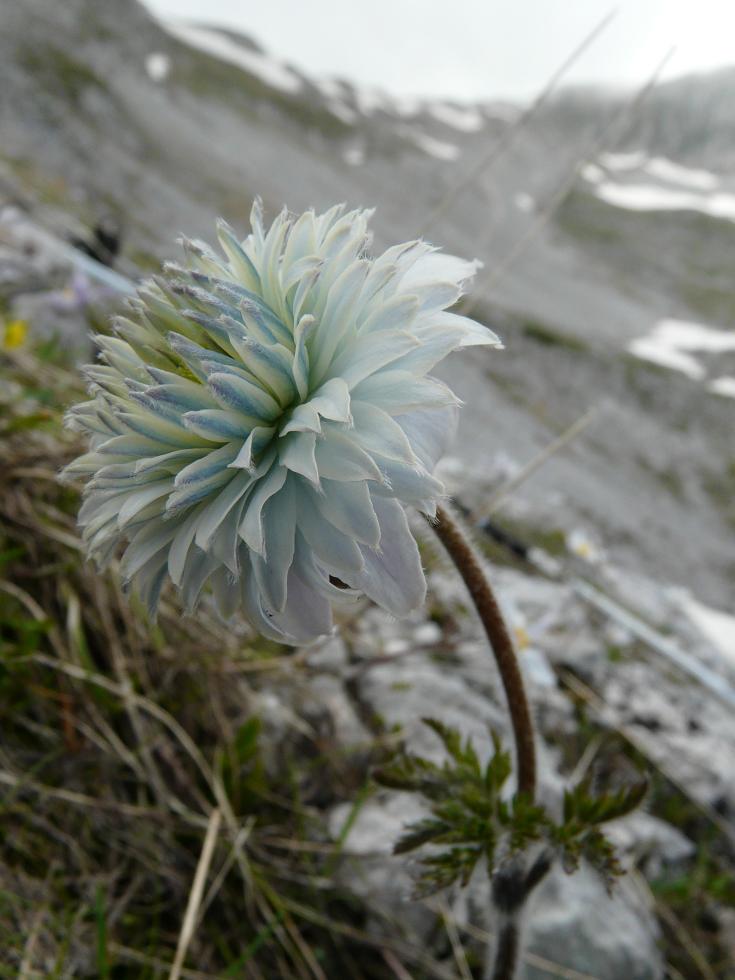 Pulsatilla alpina con corolla polipetala