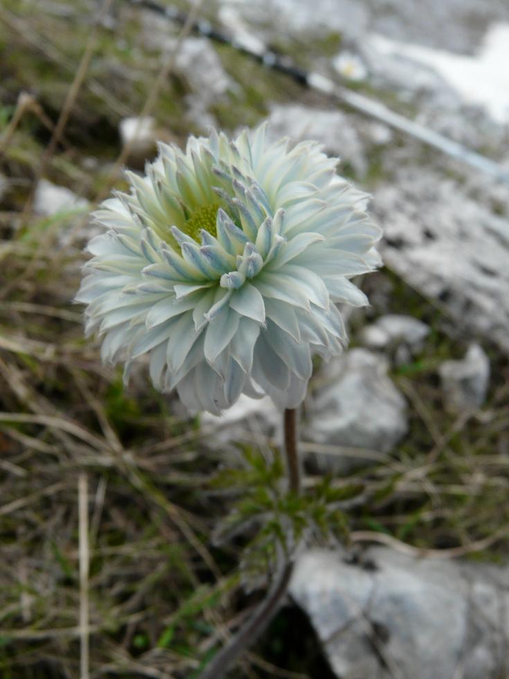 Pulsatilla alpina con corolla polipetala