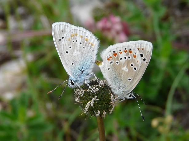 Farfalle e bruchi da determinare...