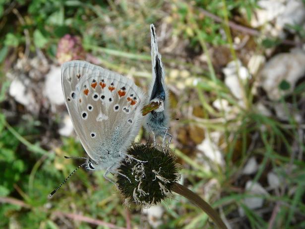 Farfalle e bruchi da determinare...