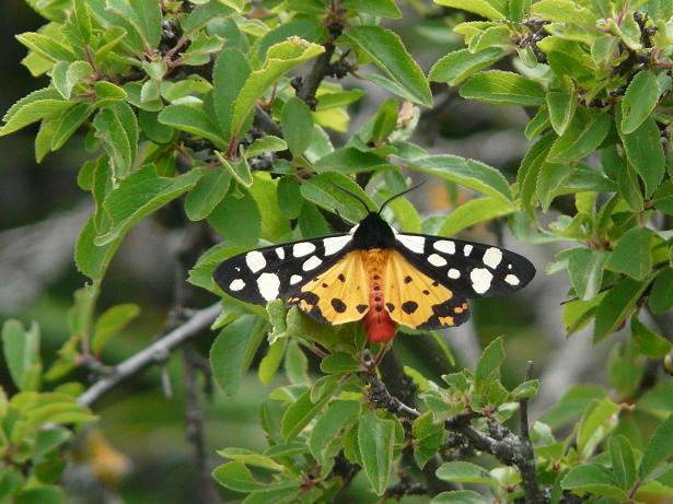 Farfalle e bruchi da determinare...