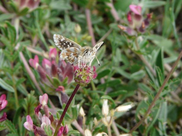 Farfalle e bruchi da determinare...