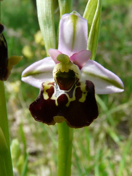 Ophrys apifera bicolor