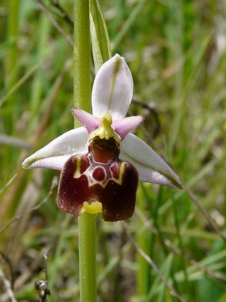 Ophrys apifera bicolor