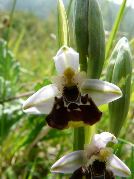 Ophrys apifera bicolor