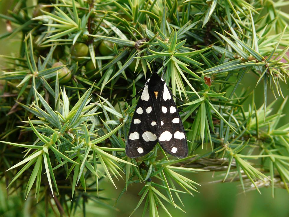 Farfalle e bruchi da determinare...