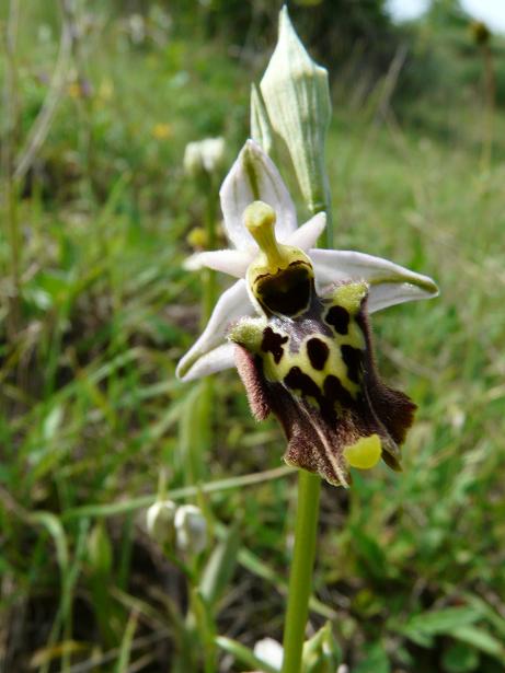 Ophrys apifera bicolor