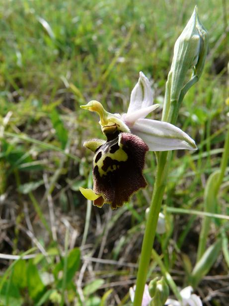 Ophrys apifera bicolor