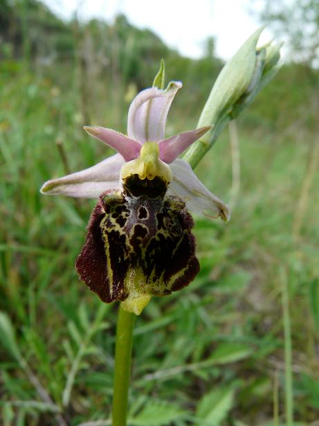 Ophrys apifera bicolor