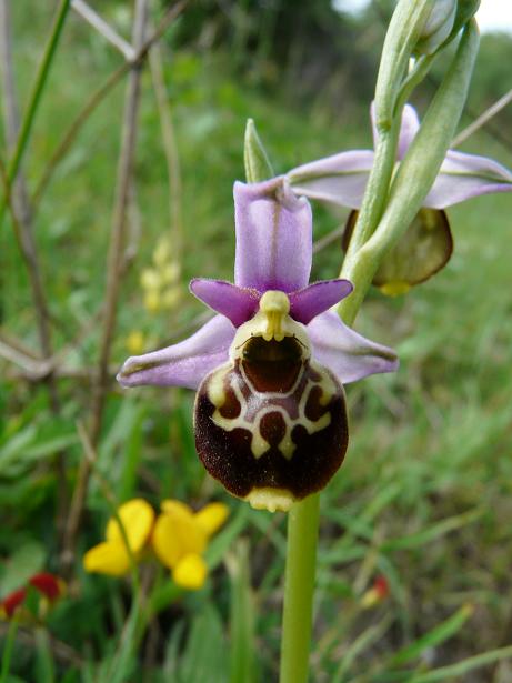 Ophrys apifera bicolor