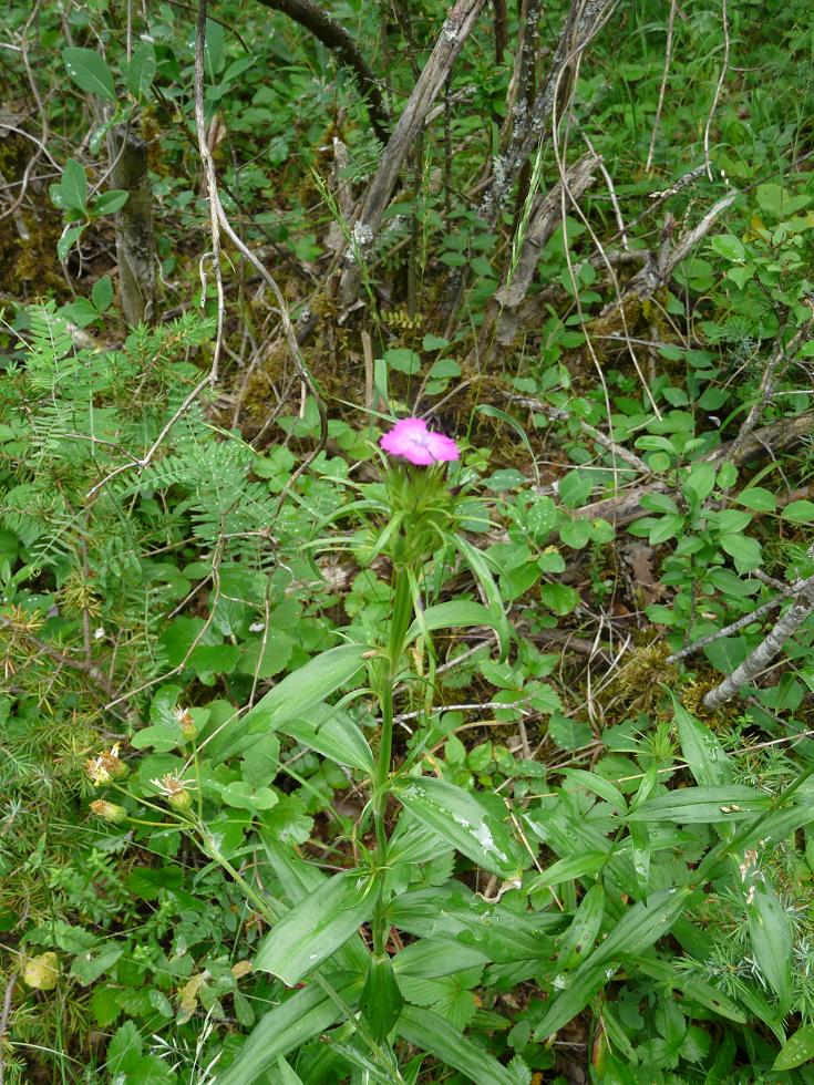 Dianthus barbatus e Dianthus deltoides