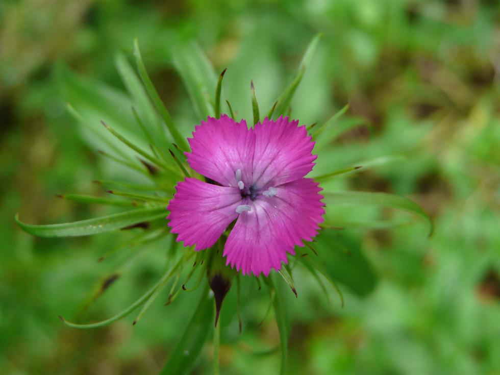 Dianthus barbatus e Dianthus deltoides