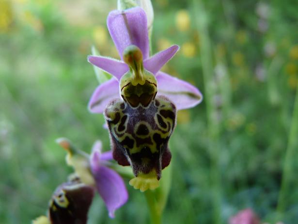 Ophrys apifera bicolor