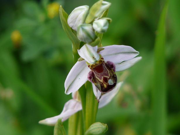 Apifera ''arlecchina'', ophrys ''cuoriformi''....