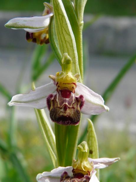 Apifera ''arlecchina'', ophrys ''cuoriformi''....