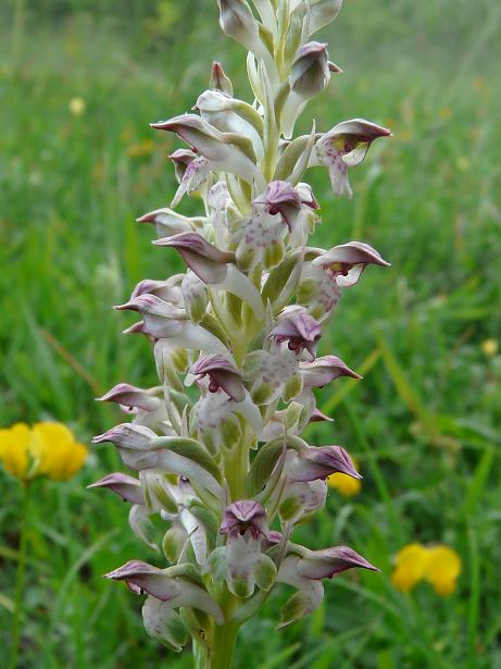 Orchis coriophora ?