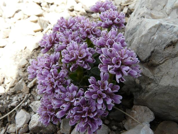 Fioriture maggesi d''alta quota dell''Appenn. Abruzzese