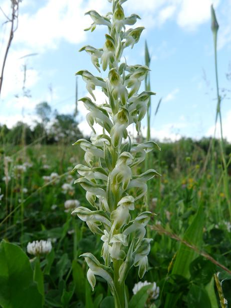 Orchis coriophora ?