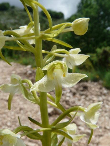 Platanthera