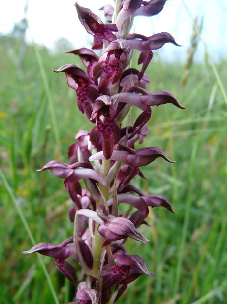 Orchis coriophora ?