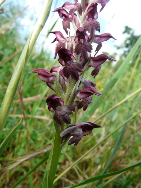 Orchis coriophora ?