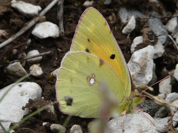 Farfalle e bruchi da determinare...