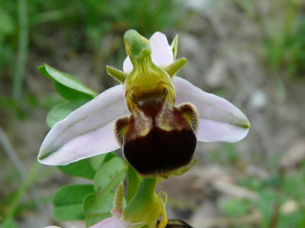 Ophrys apifera bicolor