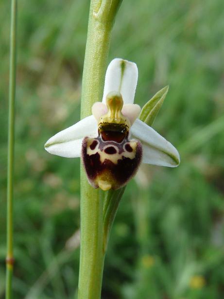 Apifera ''arlecchina'', ophrys ''cuoriformi''....