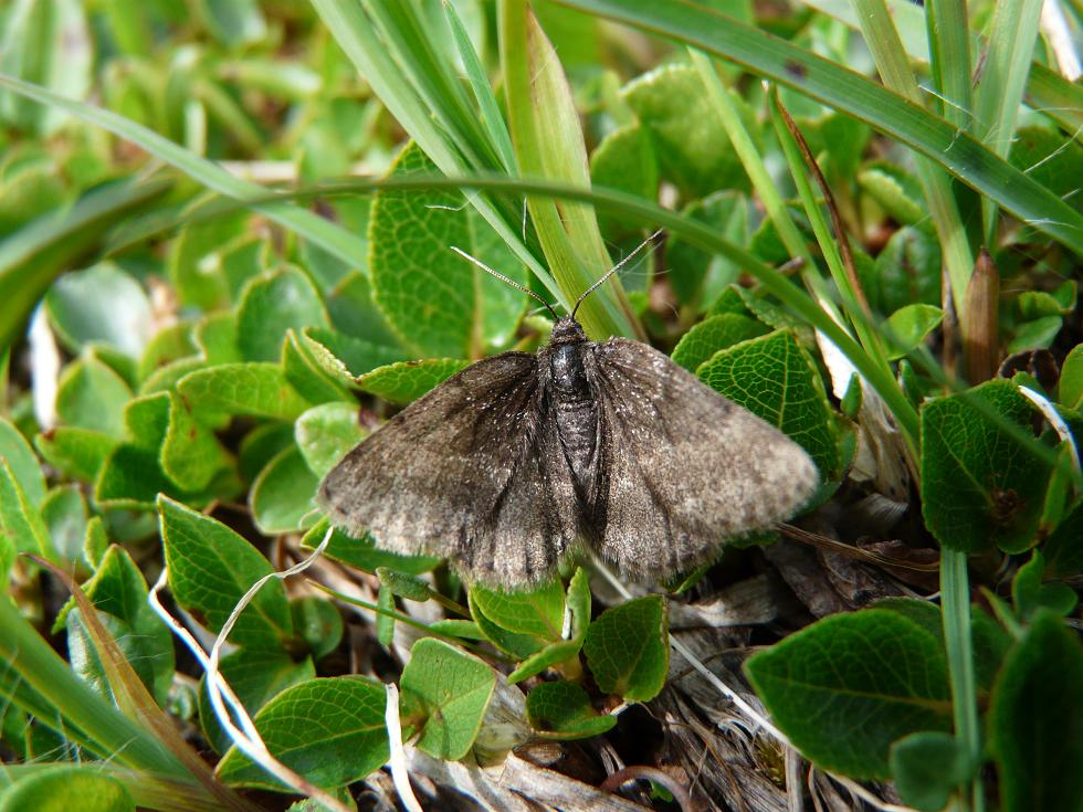 Farfalle Ortles-Cevedale-Stelvio