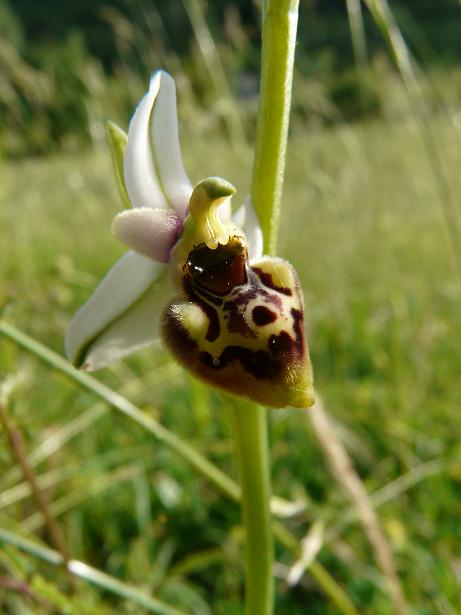 Apifera ''arlecchina'', ophrys ''cuoriformi''....