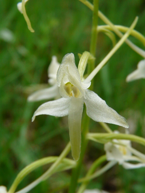 Platanthera