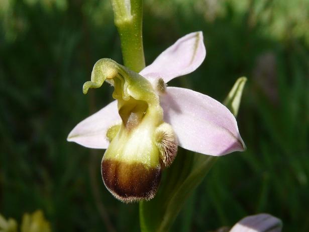 Ophrys apifera bicolor