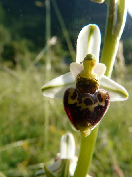 Apifera ''arlecchina'', ophrys ''cuoriformi''....