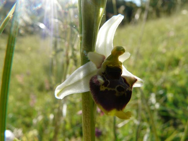 Apifera ''arlecchina'', ophrys ''cuoriformi''....