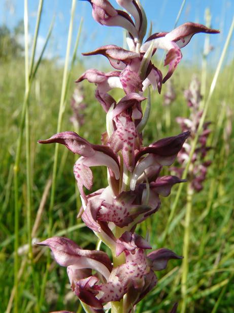 Orchis coriophora ?