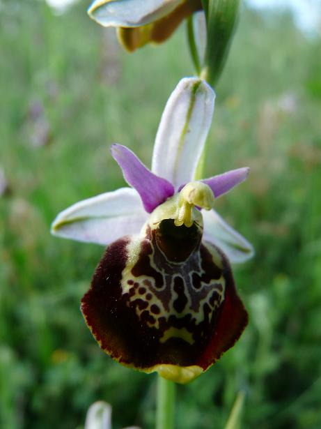 Apifera ''arlecchina'', ophrys ''cuoriformi''....