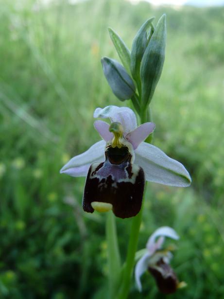 Apifera ''arlecchina'', ophrys ''cuoriformi''....