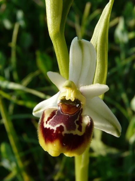 Apifera ''arlecchina'', ophrys ''cuoriformi''....