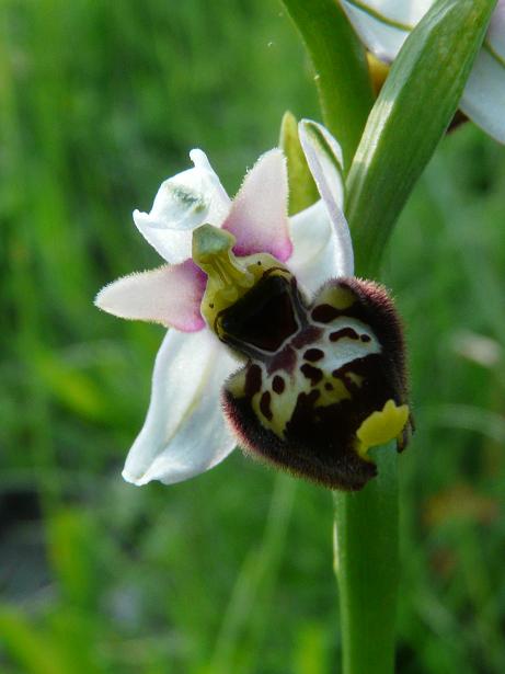 Apifera ''arlecchina'', ophrys ''cuoriformi''....