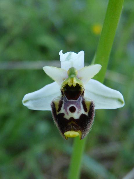 Apifera ''arlecchina'', ophrys ''cuoriformi''....