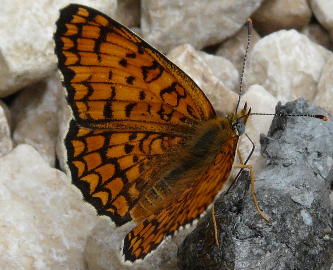 Melitaea? Rhyparia purp.? Ochlodes venatus?