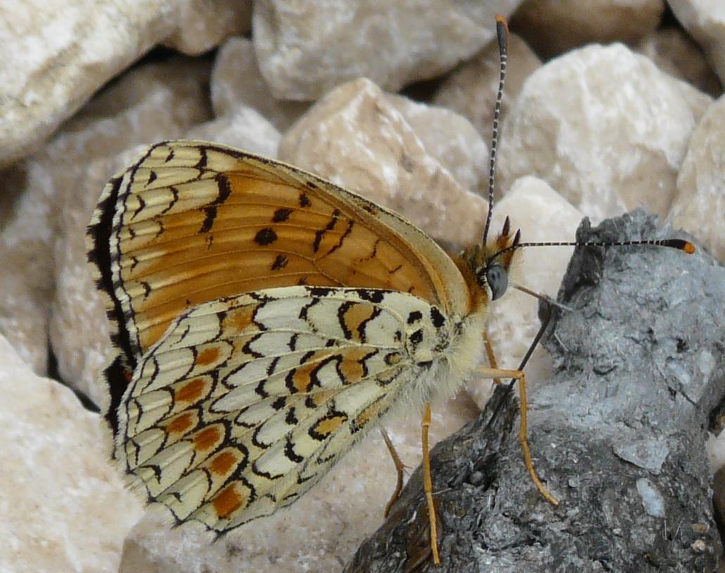 Melitaea? Rhyparia purp.? Ochlodes venatus?