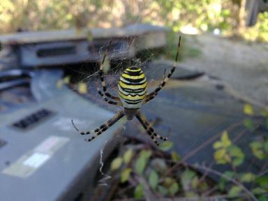 Argiope bruennichi