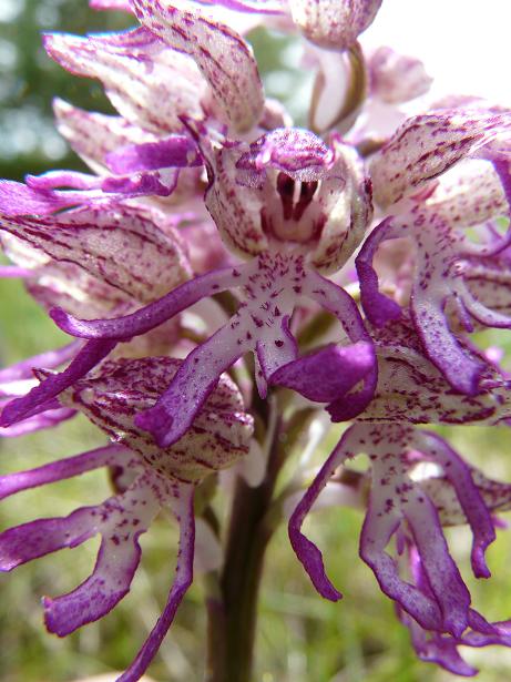 Ibrido: Orchis x angusticruris (Orchis simia x O.purpurea)