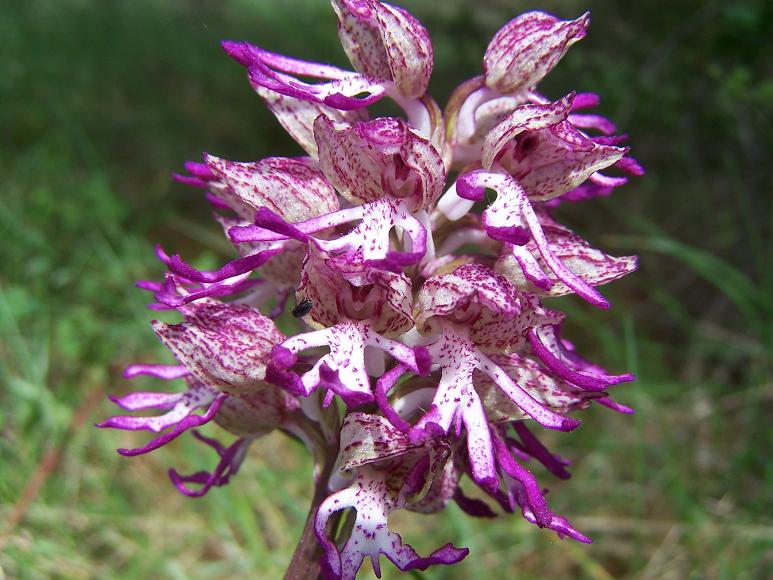 Ibrido: Orchis x angusticruris (Orchis simia x O.purpurea)