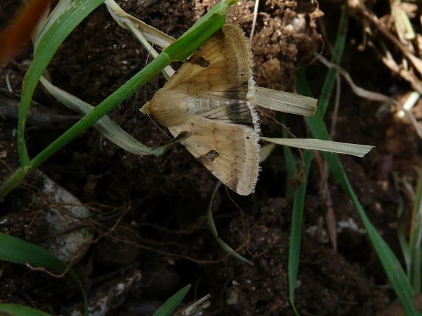 Farfalle.....