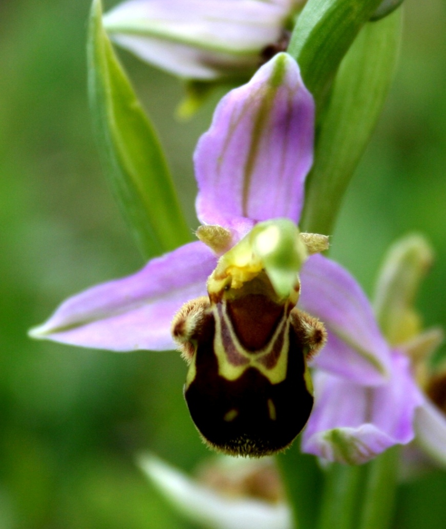 Ophrys ??????